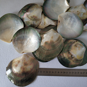 Chinese suppliers Wholesale Natural Polished Black MOP Clip Shell Raw Mother of Pearl Shells Pearl Shells Carved