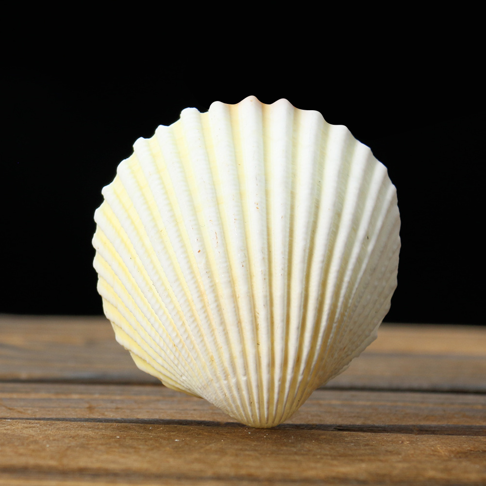 Wholesale Natural White Scallop Clam Seashell Nautical Collect Natural Craft Shell for Home Decoration Wedding Decor