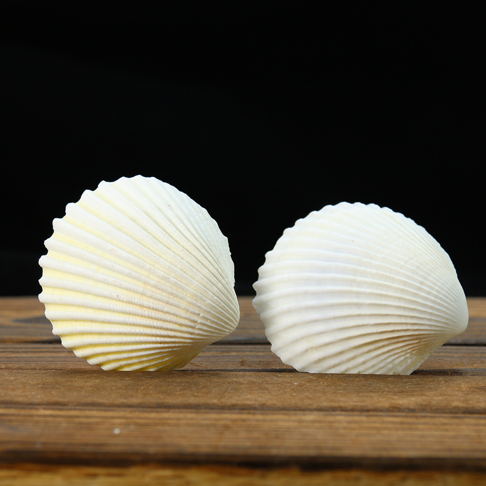 Wholesale Natural White Scallop Clam Seashell Nautical Collect Natural Craft Shell for Home Decoration Wedding Decor