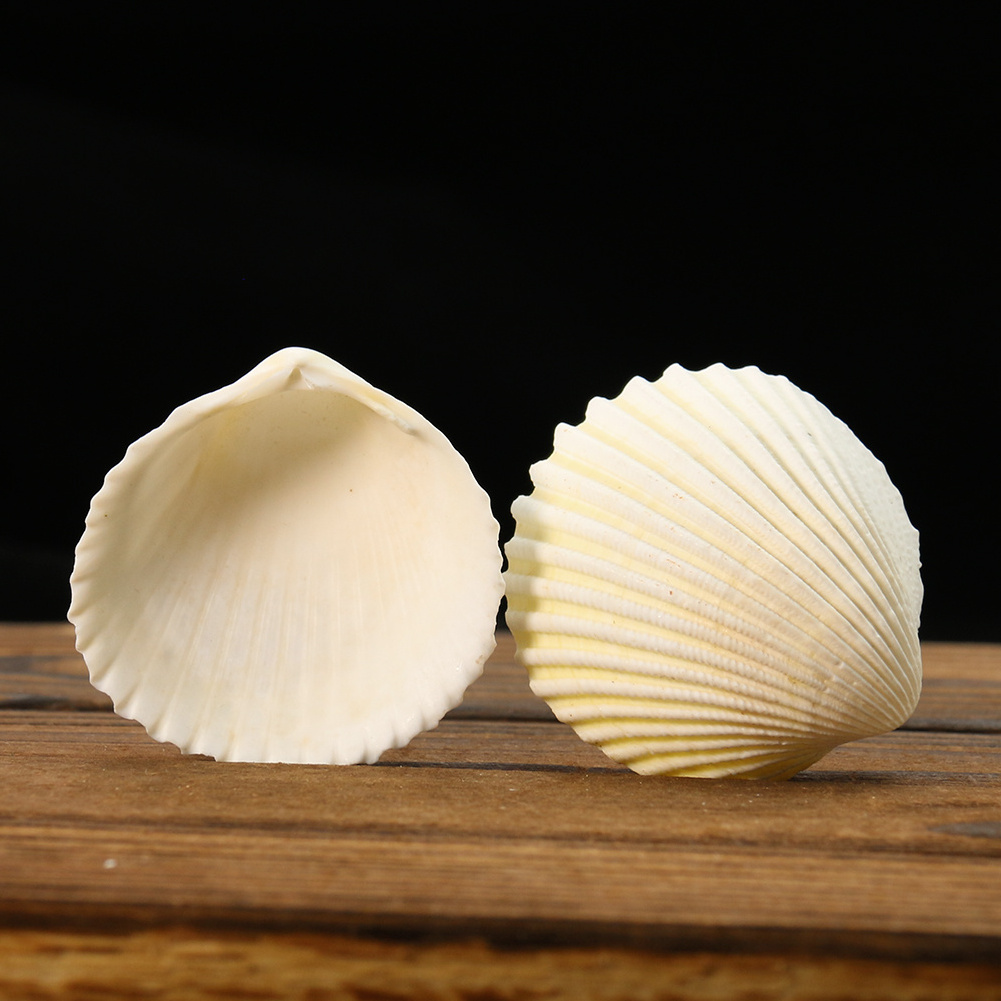 Wholesale Natural White Scallop Clam Seashell Nautical Collect Natural Craft Shell for Home Decoration Wedding Decor