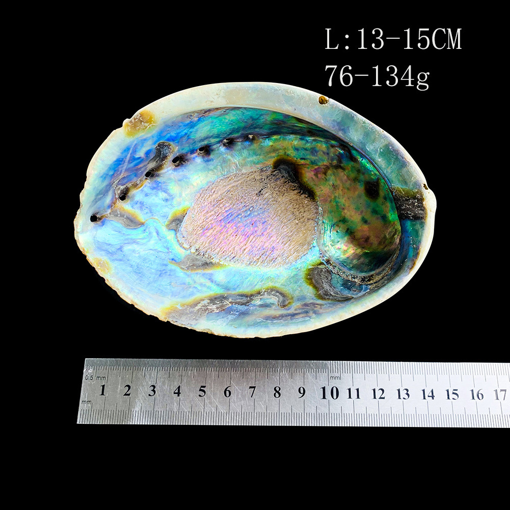 Wholesale natural sea shells mother of pearl New Zealand raw abalone shell for decoration Accessories craft