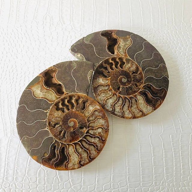 Wholesale Fanshi Natural Snail Fossil Slice Mineral Specimen & Crystal Crafts for Home Decoration & Ammonite Fossils