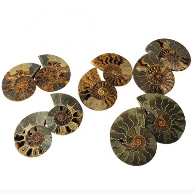 Wholesale Fanshi Natural Snail Fossil Slice Mineral Specimen & Crystal Crafts for Home Decoration & Ammonite Fossils