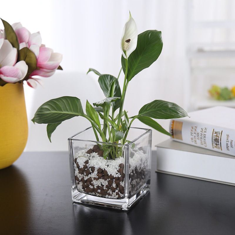 In Stock Simple Decorative Table Cube Plant Flower Vases Clear Square Heavy Flower Glass Vase