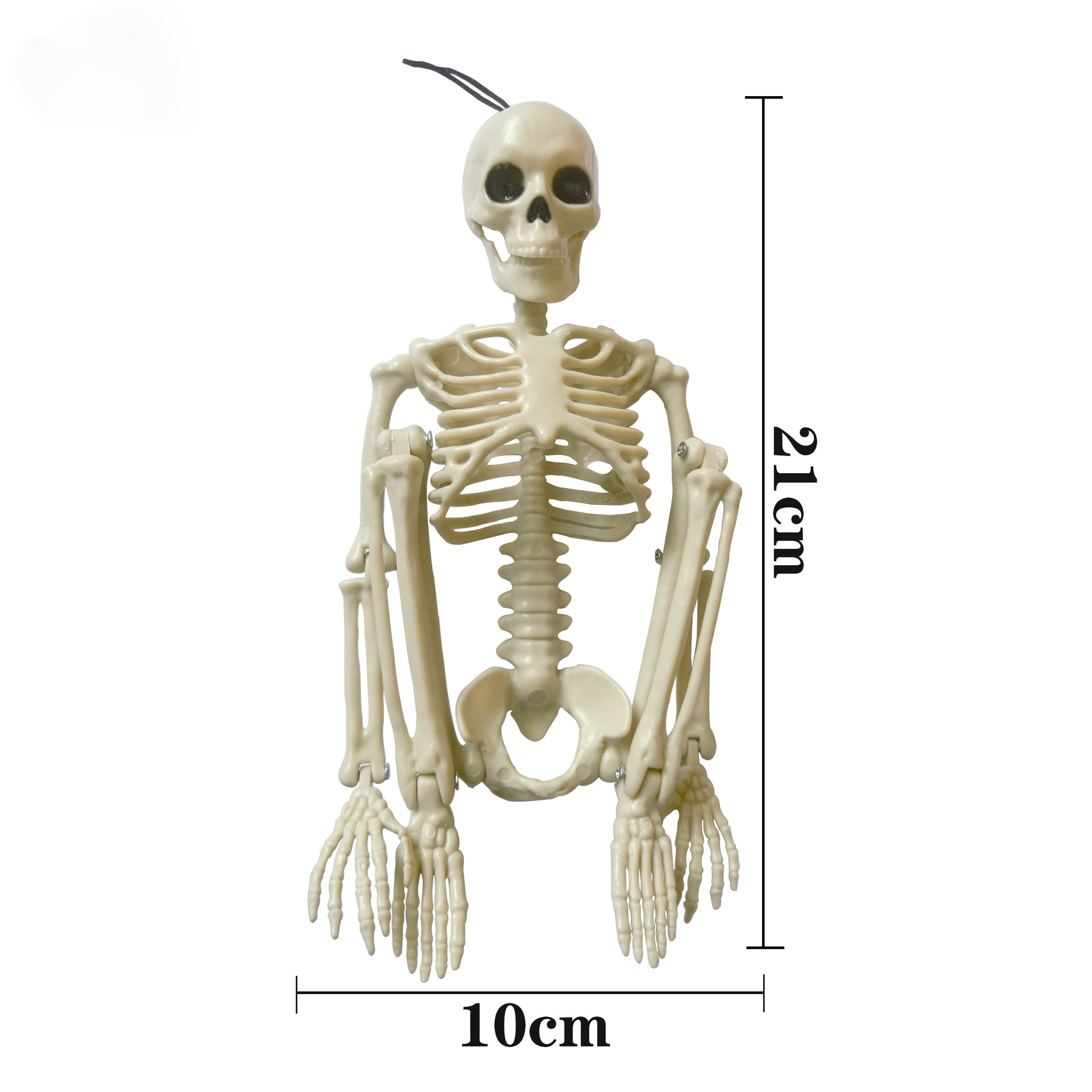 Halloween Skeletons-Full Body movable joints Skeletons for Halloween Decoration