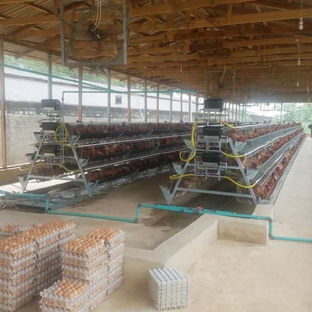 A Type 3 Tiers 96 Birds Layer Poultry Farm Battery Chicken Cage with automatic nipple drinker in Kenya