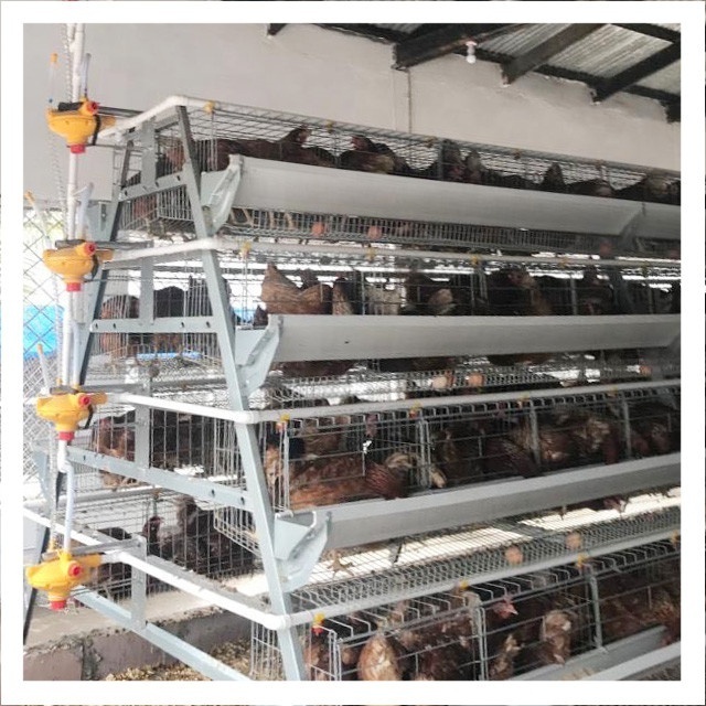 A Type 3 Tiers 96 Birds Layer Poultry Farm Battery Chicken Cage with automatic nipple drinker in Kenya