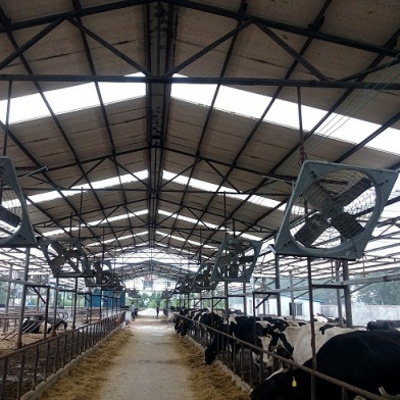 ventilation fan for dairy cows dairi farm fan for cow farm barn dairy farm cooling fan