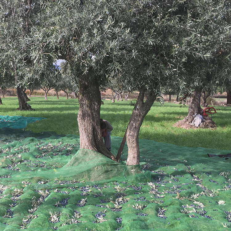 olive picking net rete raccolta olive antispina /nets for harvesting olives prices/olive harvest nets spain