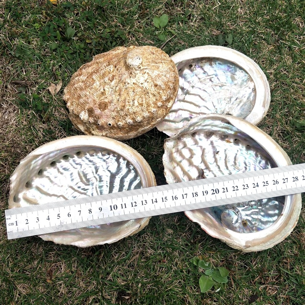 13-15cm Stock high quality Wholesale Natural raw cleared Abalone Sea Shell for Smudging Accent Decoration