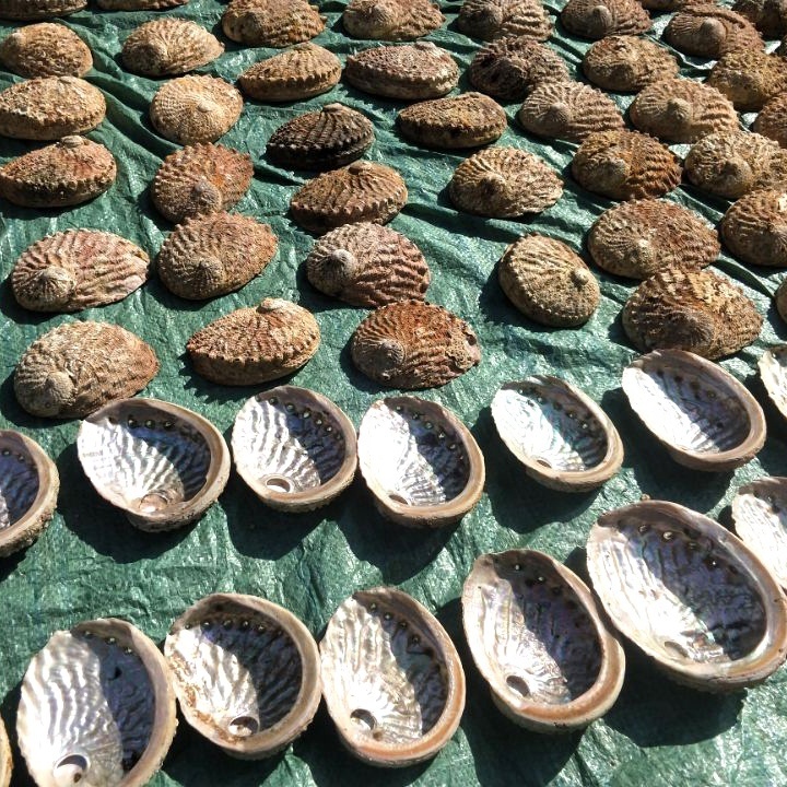 13-15cm Stock high quality Wholesale Natural raw cleared Abalone Sea Shell for Smudging Accent Decoration