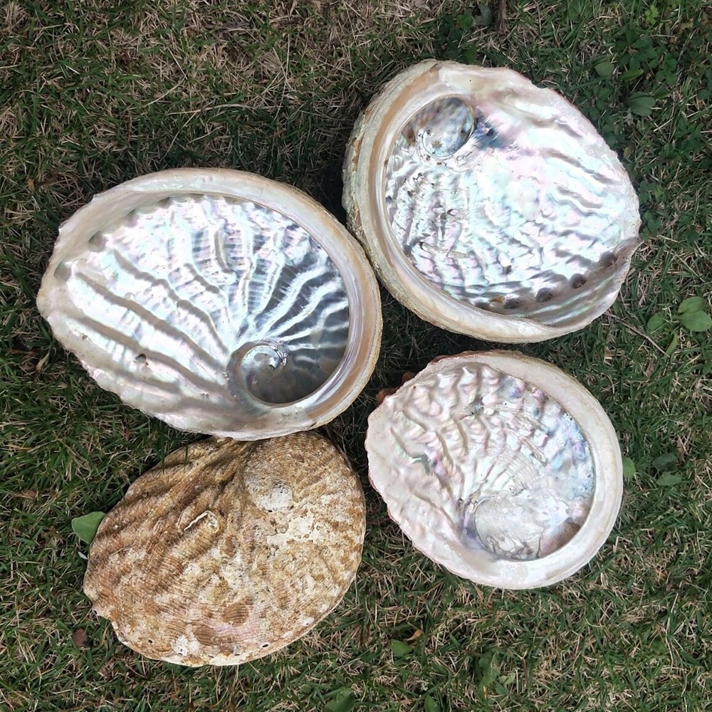 13-15cm Stock high quality Wholesale Natural raw cleared Abalone Sea Shell for Smudging Accent Decoration