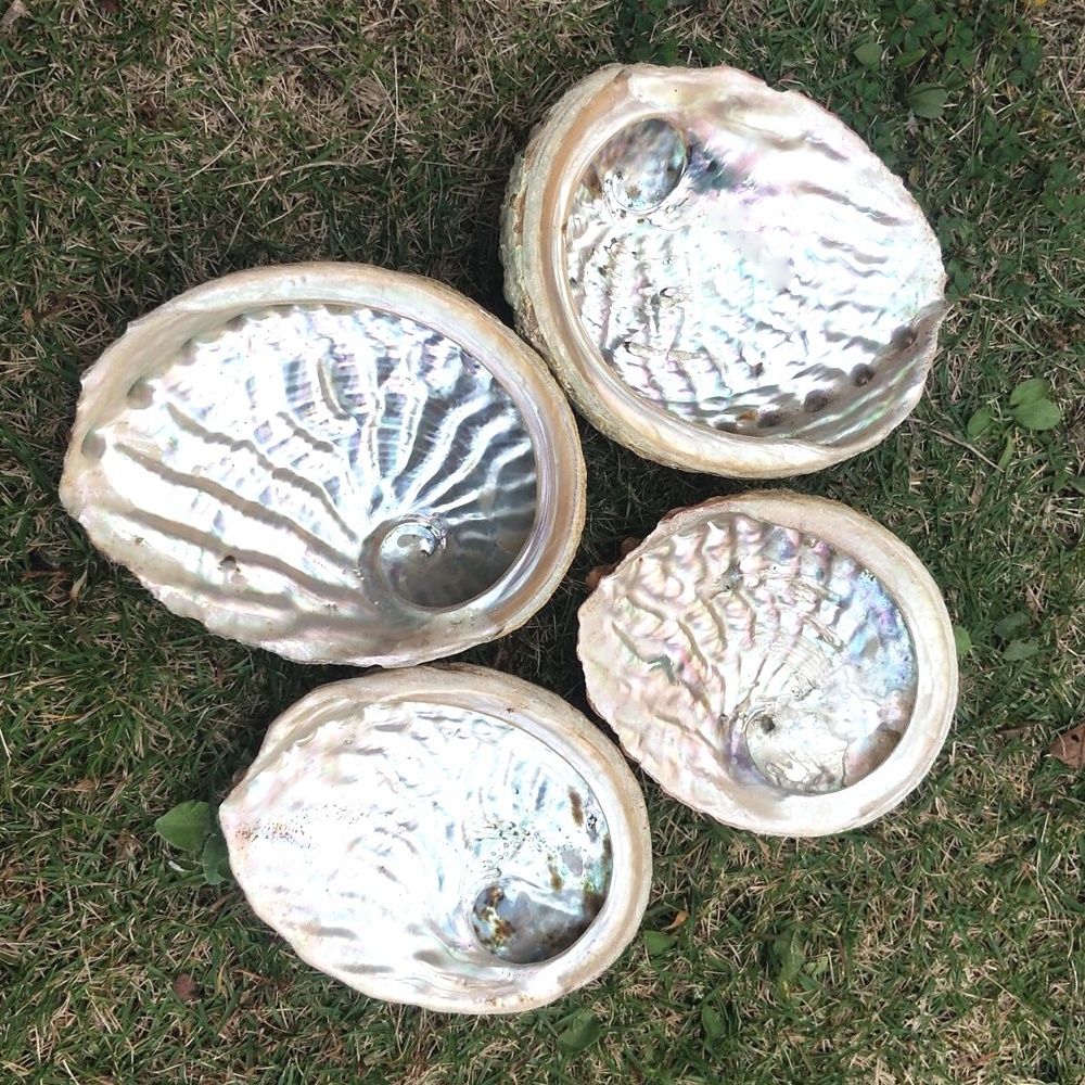 13-15cm Stock high quality Wholesale Natural raw cleared Abalone Sea Shell for Smudging Accent Decoration