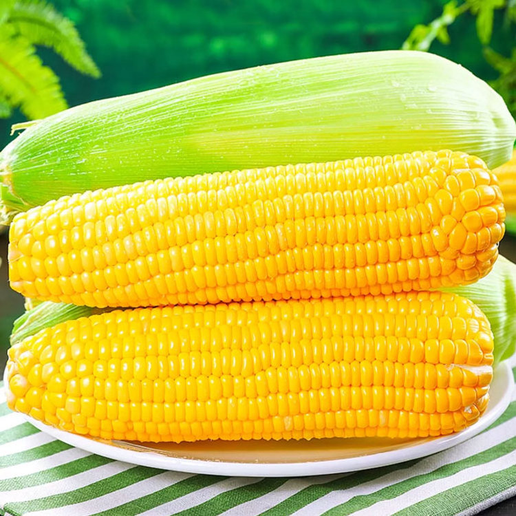 Fengmai Food China made northeast Yellow sweet corn