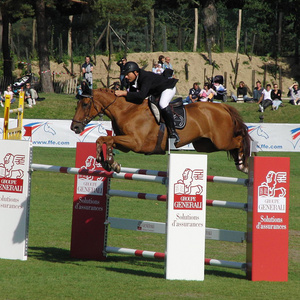 horse jumps show jumping poles