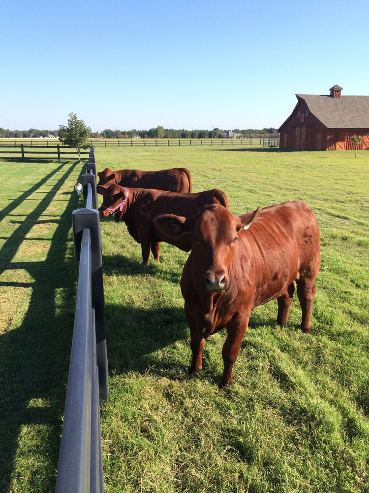 Fentech Factory Manufacturing Plastic Vinyl PVC Horse Rail Fence Black