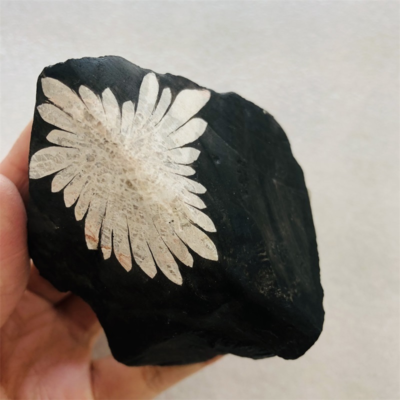 Natural Raw Chrysanthemum Stone Rough Crystal Mineral Specimen Chrysanthemum Tumble Stone Healing Ammonite For Decoration