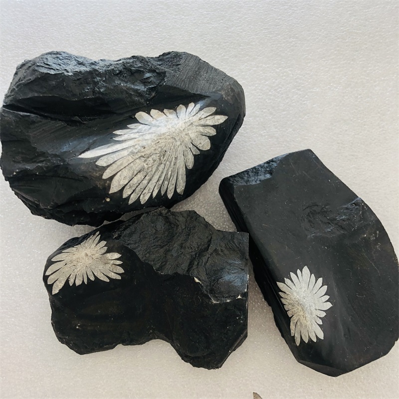 Natural Raw Chrysanthemum Stone Rough Crystal Mineral Specimen Chrysanthemum Tumble Stone Healing Ammonite For Decoration