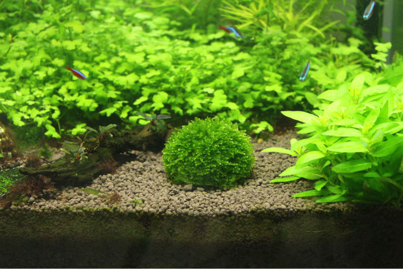 Plastic marimo moss ball Aquarium Plant Moss Balls