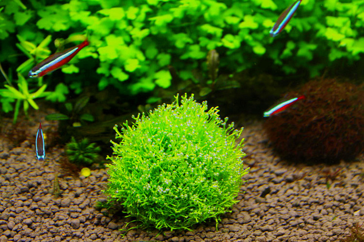 MOSS-S  Plastic marimo moss ball Aquarium Plant Moss Balls