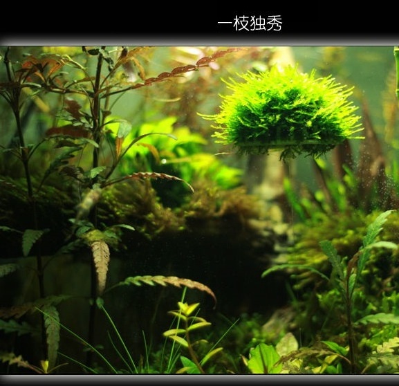 Aquarium landscaping decoration marimo moss ball