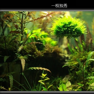 Aquarium landscaping decoration marimo moss ball