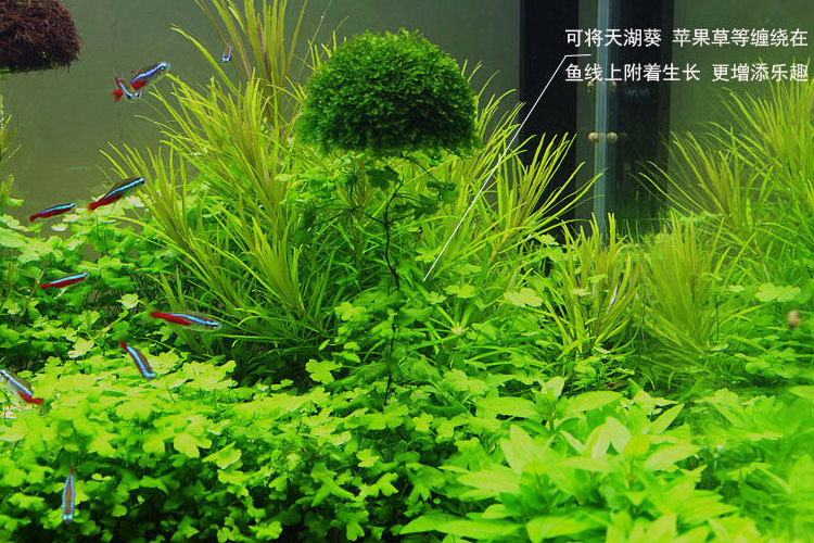 Aquarium landscaping decoration marimo moss ball