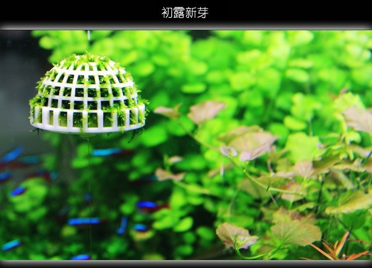 Aquarium landscaping decoration marimo moss ball