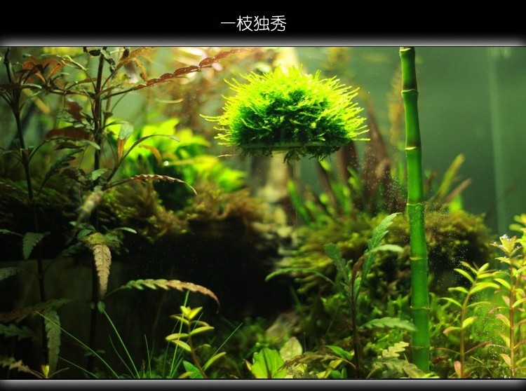 Aquarium landscaping decoration marimo moss ball