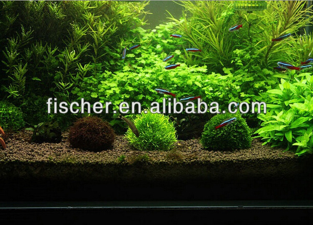 High quality Aquarium landscaping Live Cladophora marimo moss submerge ball