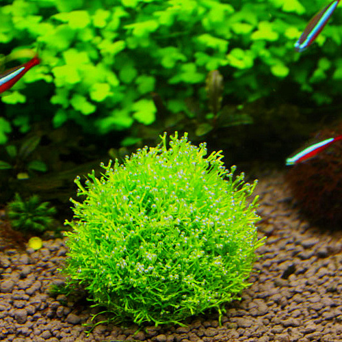 Plastic marimo moss ball Aquarium Plant Moss Balls