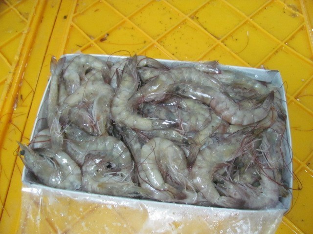 Hot Sale Seafood Frozen Vannamei Shrimps with High Quality Malaysia Frozen Shrimp Cannamei Price With Shelf Life 18 months