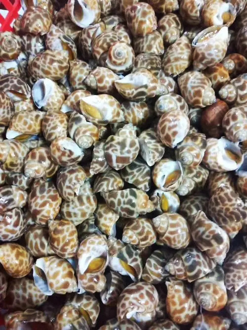 High Quality Frozen Snails Sea Snail for Food