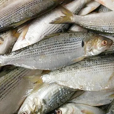 Wholesale Good Quality Seafood Whole Round Frozen Reeve Shad Fish