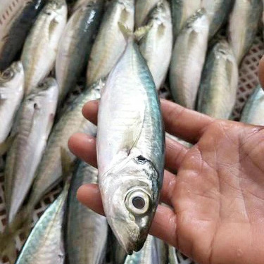 Good Quality Seafood IQF Frozen Round Scad Mackerel Fish Whole