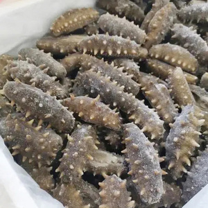 Wholesale Good Quality Good Price Frozen Whole Black Sea Cucumber