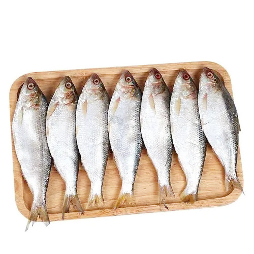 Wholesale Good Quality Seafood Whole Round Frozen Reeve Shad Fish