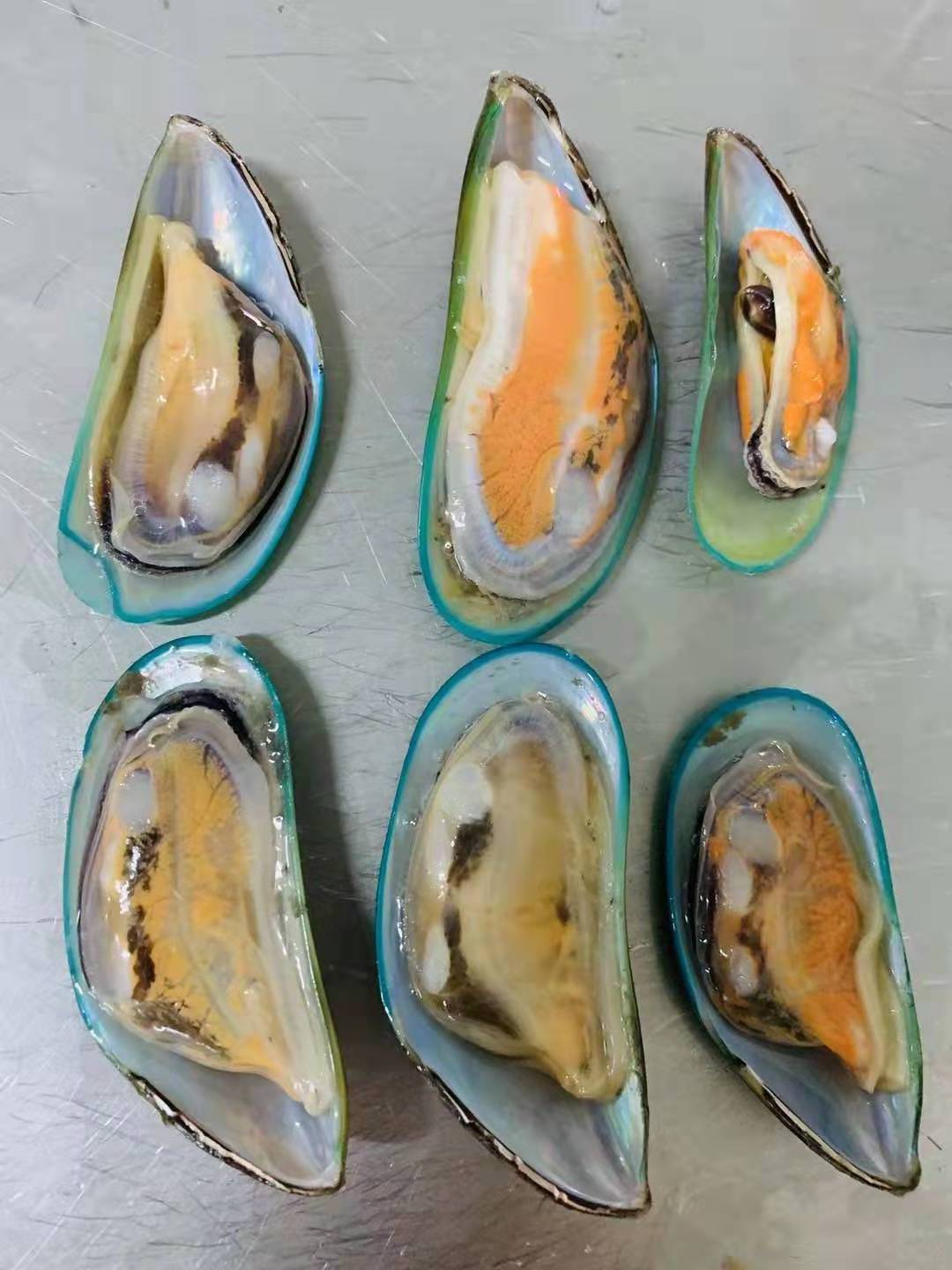 Frozen Green Mussel Meat Indonesian Without Shell