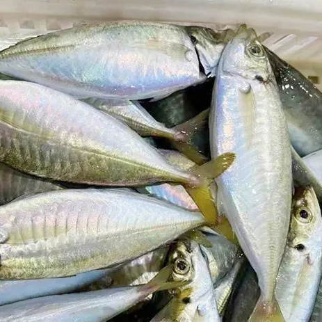 Good Quality Seafood IQF Frozen Round Scad Mackerel Fish Whole