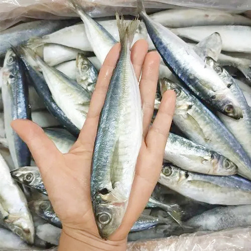 Good Quality Seafood IQF Frozen Round Scad Mackerel Fish Whole