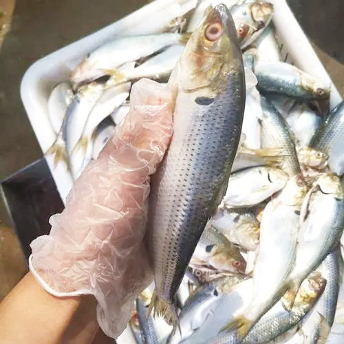 Wholesale Good Quality Seafood Whole Round Frozen Reeve Shad Fish