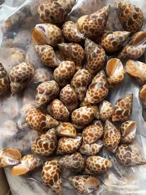 High Quality Frozen Snails Sea Snail for Food