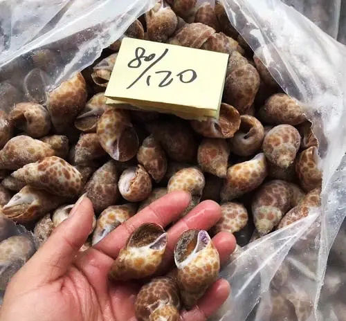 High Quality Frozen Snails Sea Snail for Food