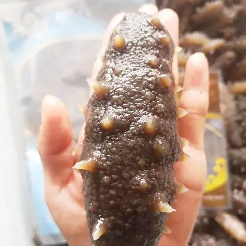 Wholesale Good Quality Good Price Frozen Whole Black Sea Cucumber