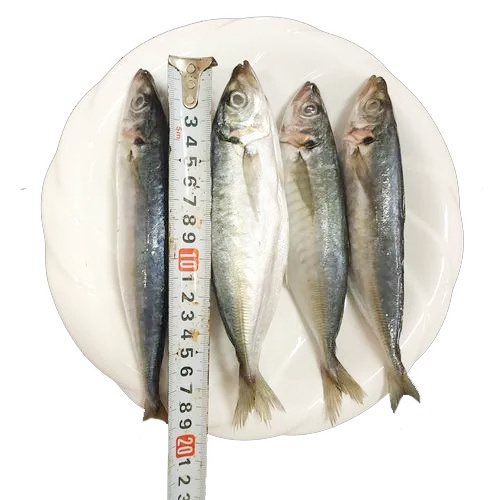 Good Quality Seafood IQF Frozen Round Scad Mackerel Fish Whole