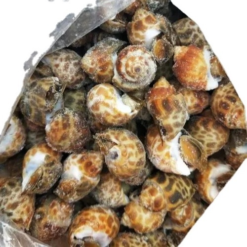 High Quality Frozen Snails Sea Snail for Food