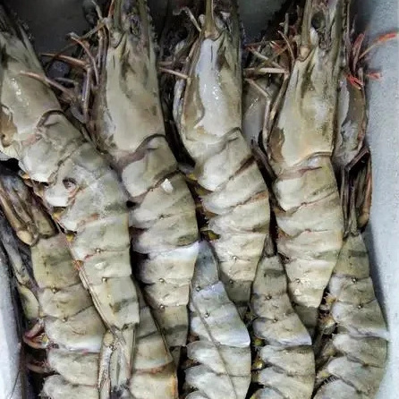 Wholesale Frozen Raw Black Tiger Shrimp Prawn Sea Food Shrimps