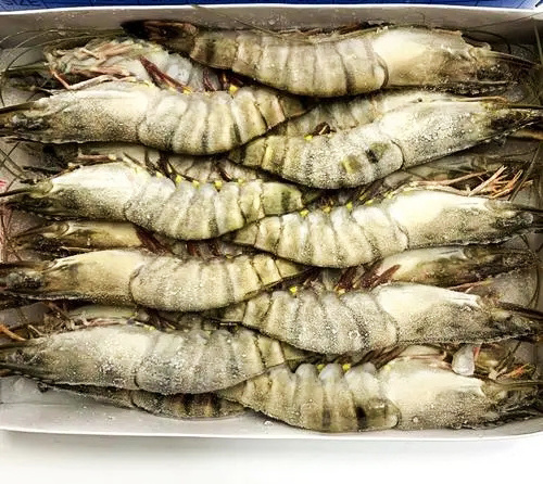 Wholesale Frozen Raw Black Tiger Shrimp Prawn Sea Food Shrimps