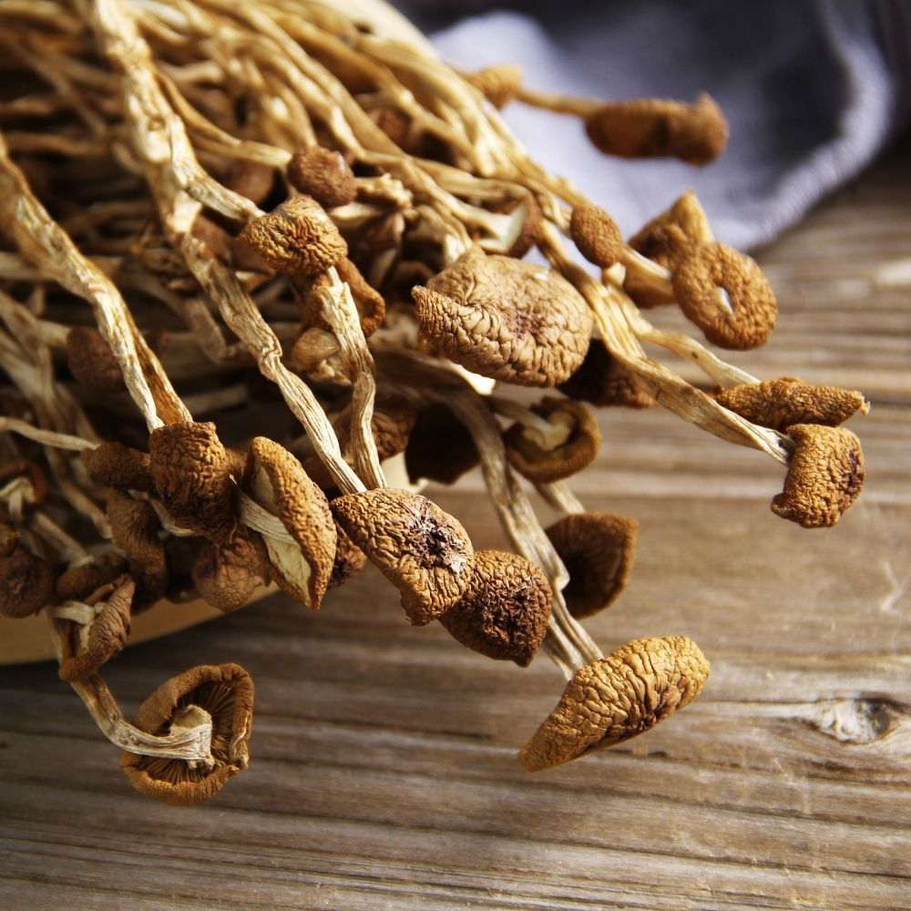 Factory Wholesale Dried Agrocybe aegerita Dried Mushroom For Eating Dried Tea Tree Mushroom