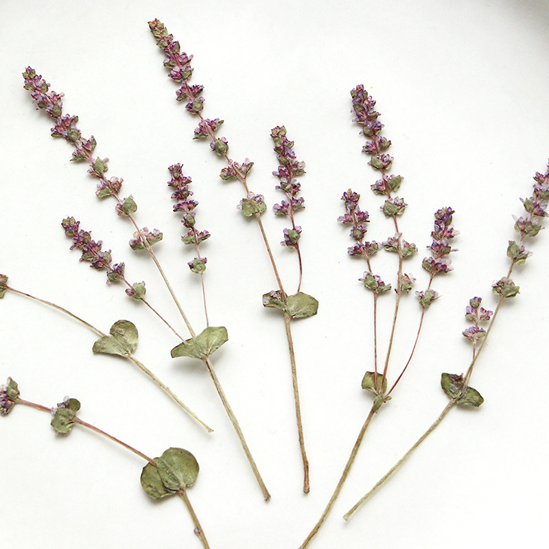 12pcs/pack Lavender Pressed Flowers for Resin Art Candle Making wholesale dried flowers